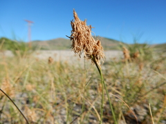 Carex douglasii