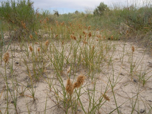 Douglas' sedge (Carex douglasii)