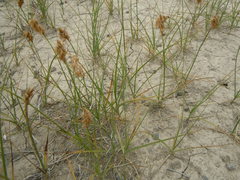 Carex douglasii