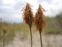 Carex douglasii