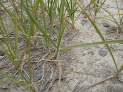 Carex douglasii