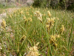 Carex douglasii