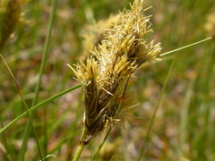 Carex douglasii