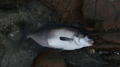 Latridopsis ciliaris