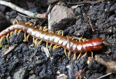 Cormocephalus brachycerus