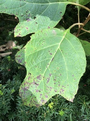 Cercospora hydrangeae