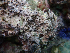 Dodecaceria fewkesi