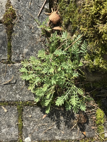 Geltonasis bobramunis nuotrauka