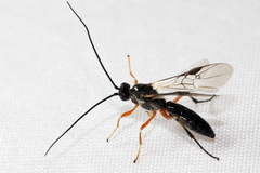 Earinus limitaris