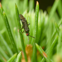 Plagiognathus arbustorum