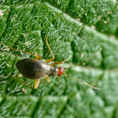 Orthonotus rufifrons