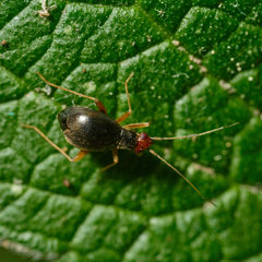 Orthonotus rufifrons