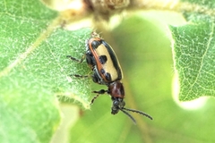 Crioceris paracenthesis