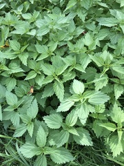 Urtica dioica