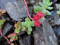 Phedimus stevenianus