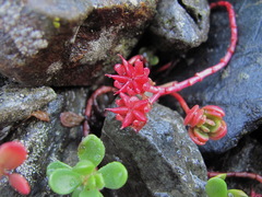 Phedimus stevenianus