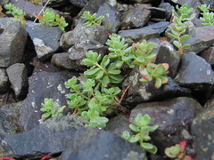 Phedimus stevenianus