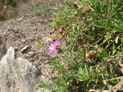 Centaurea aspera aspera