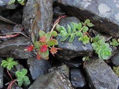 Phedimus stevenianus