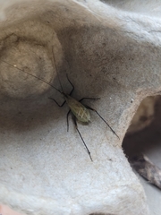Oecanthus nigricornis