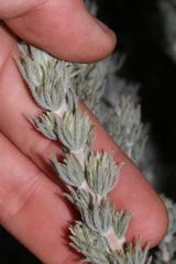 Aspalathus shawii shawii