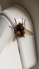 Tachina fera