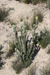 Aspalathus shawii shawii