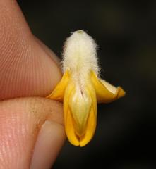 Aspalathus shawii shawii