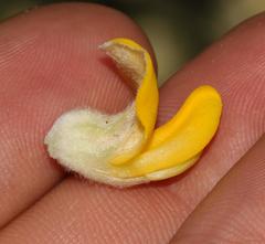 Aspalathus shawii shawii