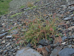 Rumex hastifolius