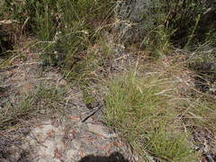 Eragrostis capensis