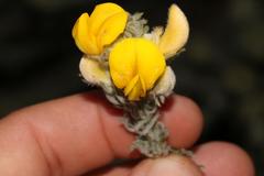 Aspalathus shawii shawii