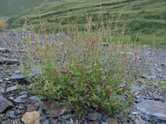 Rumex hastifolius