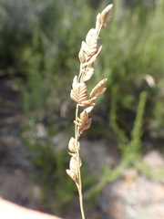 Eragrostis capensis