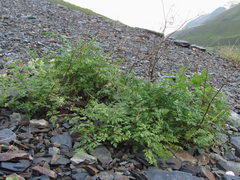 Anthriscus ruprechtii