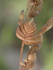 Eragrostis capensis