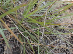 Eragrostis capensis
