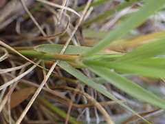 Eragrostis capensis