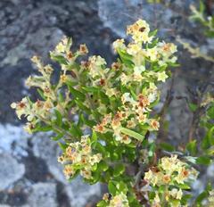 Phylica paniculata