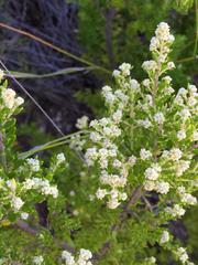 Phylica paniculata