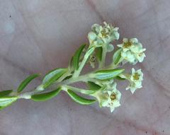 Phylica paniculata