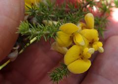 Aspalathus chortophila