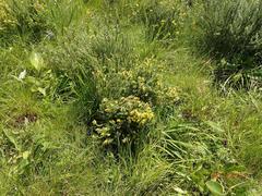 Aspalathus chortophila