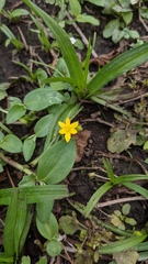 Hypoxis decumbens