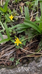 Hypoxis decumbens