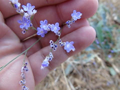 Limonium brevipetiolatum