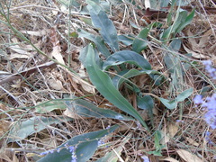 Limonium brevipetiolatum