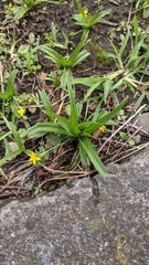 Hypoxis decumbens