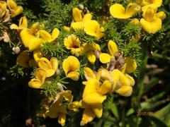 Aspalathus chortophila