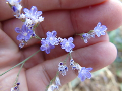 Limonium brevipetiolatum
